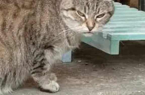 Animaux trouvés Neufchâteau, photo: Chatte grise trouvée, pattes blanches, Neufchâteau