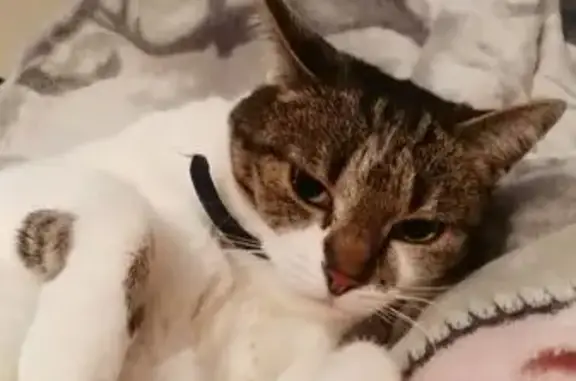 Animaux perdus Faches-Thumesnil, photo: Chatte européenne tigrée perdue à Faches