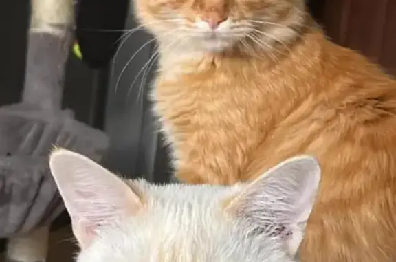 Animaux perdus Quillan, photo: Chat roux disparu à Quillan, besoin d'aide