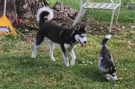 Found: Two Husky-Like Dogs on Sheffield Dr