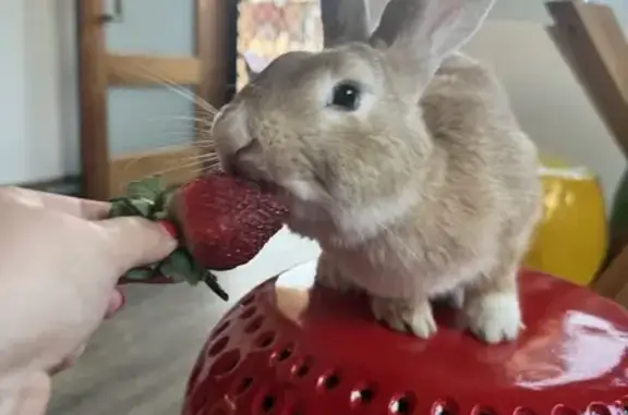 Lost Cinnamon Rabbit: Alfred St, Bayside