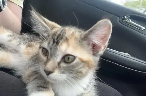 Missing Mainecoon Mix: Nebula in Braintree