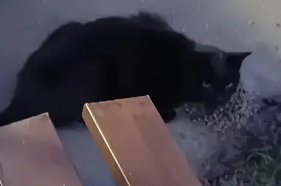 Urgent : Chat noir malade à Avrillé - photo