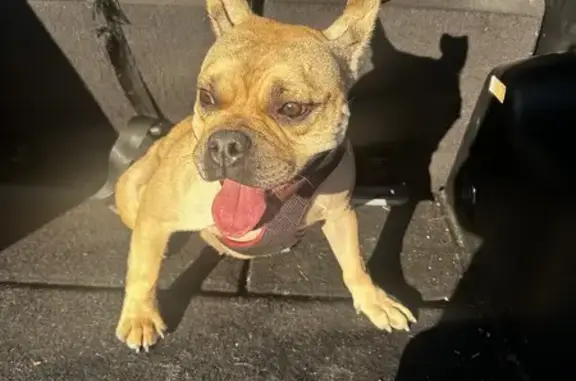 Found Pocket Bully Mix at Jack Marley Park