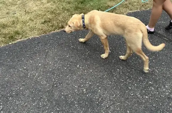 Found: Young Male Yellow Lab on Johnson Pkwy