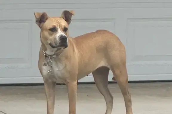 Found: Sweet Tan & White Female Dog, NW 2nd Ave