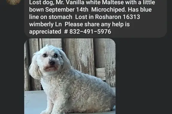 Lost Dog: White with Blue Mark, Microchipped