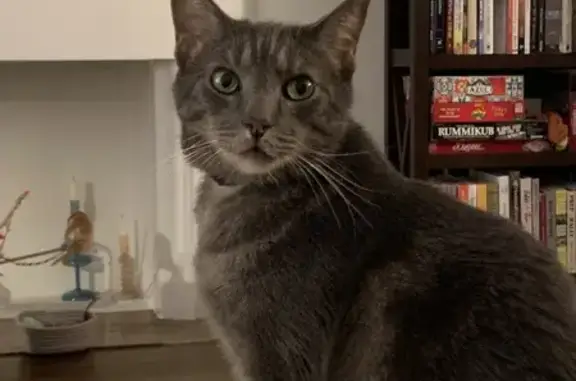 Lost Dark Grey Tabby Cat - East Livingston Ave