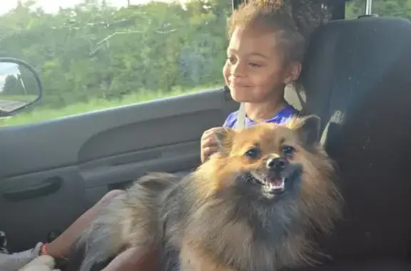 Lost Fluffy Pomeranian - Black & Tan, Columbus