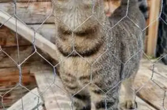 Chat trouvé Le Soler, photo: Jeune chat mâle trouvé, non castré, Le Soler