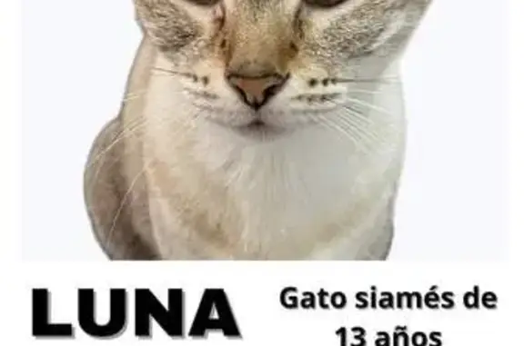 ¡Ayuda a Encontrar a Luna, Gata Siamés Perdida!