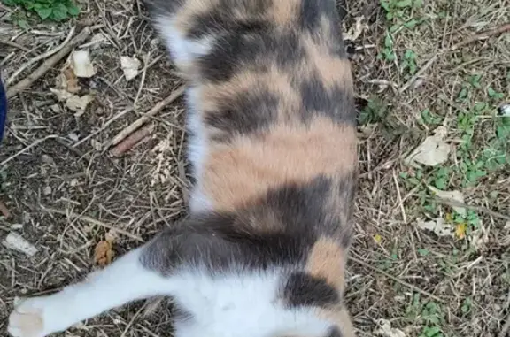 Animaux trouvés , photo: Jeune chatte tricolore trouvée à Velles