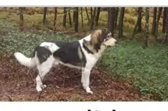 Perro Perdido en A Cañiza: Mastín Blanco Teo