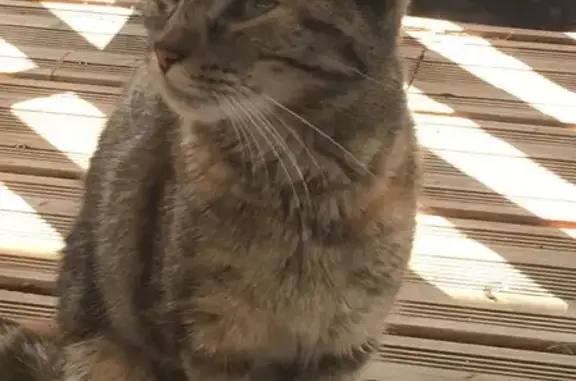 Chat Tigrier trouvé Rue Prémartine, Le Mans - photo