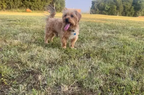 Lost Light Brown Yorkie at Homestead Dam