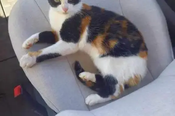 Chat perdu, , photo: Chatte tricolore perdue à Saint-Sauveur