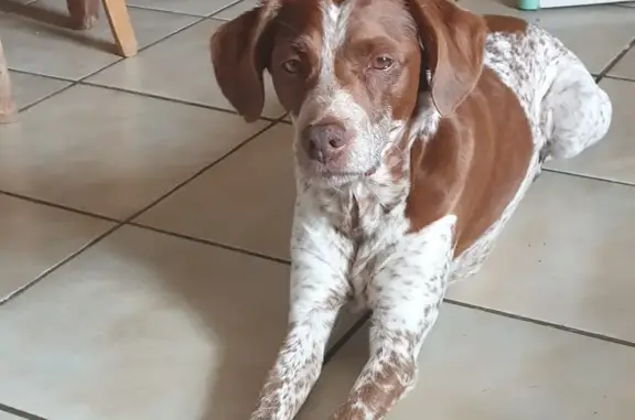 Chien perdu , photo : Chien cardiaque Titou perdu à Vidai