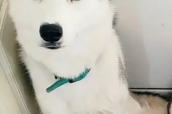 Animaux perdus Notre-Dame-de-Bondeville, photo: Husky mâle 1,5 an perdu à Bondeville