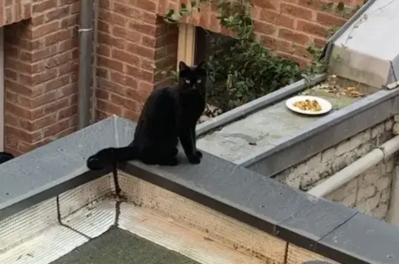 Chat noir bloqué cours intérieures Lille - photo