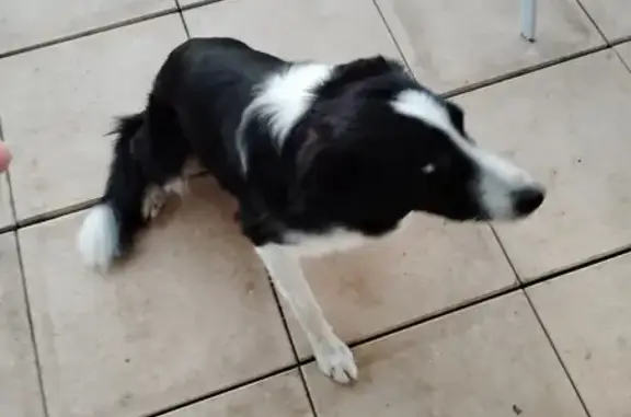 Chien trouvé Sainte-Féréole, photo: Border Collie mâle trouvé Route de Berchat 180
