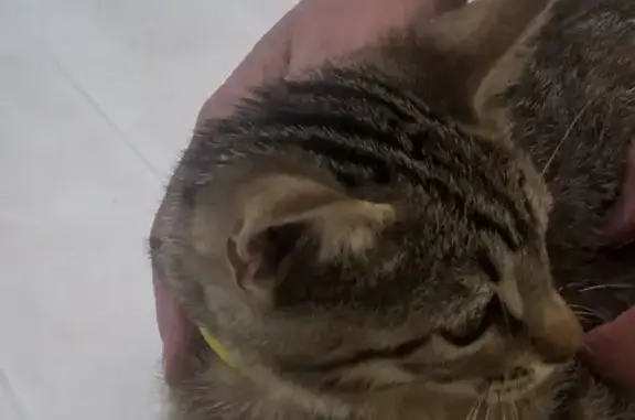 Chaton tigré câlin trouvé à Narbonne - photo