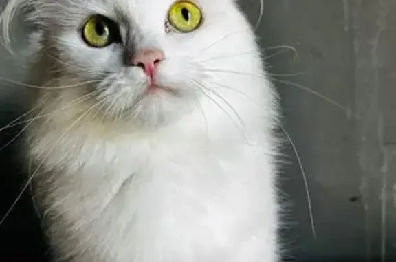 Chat perdu, Montigny-lès-Metz, photo: Chatte Mona, 4 ans, blanche, disparue à Montigny