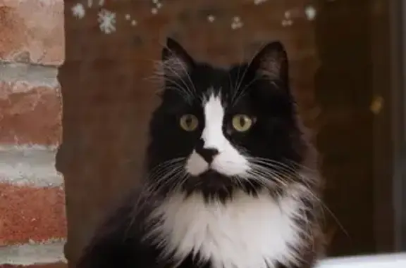 Animaux perdus Fretin, photo: Chat noir perdu, tache blanche sur poitrail