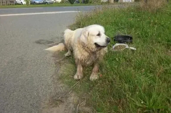 Chien trouvé Tréméven, photo: Chien beige trouvé à la mairie de Tréméven