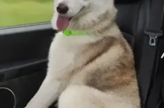 Chien perdu , photo : Husky blanc et roux perdu à Châteaugay