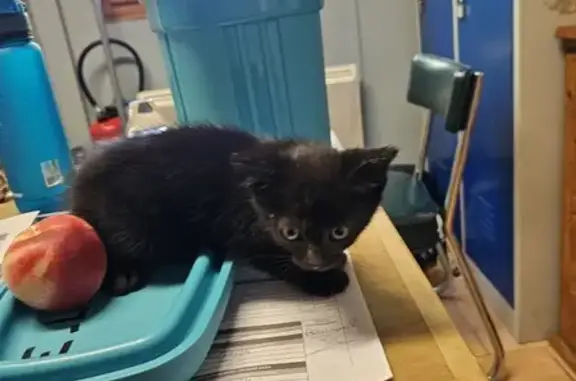 Chaton noir trouvé à la déchetterie d'Orbec - photo