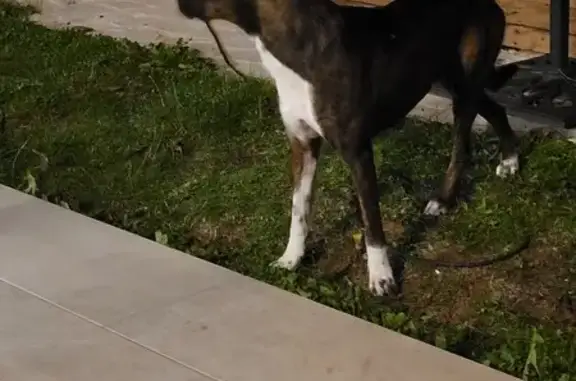 Chien trouvé peureux à Cubjac-Auvézère-Val d'Ans - photo