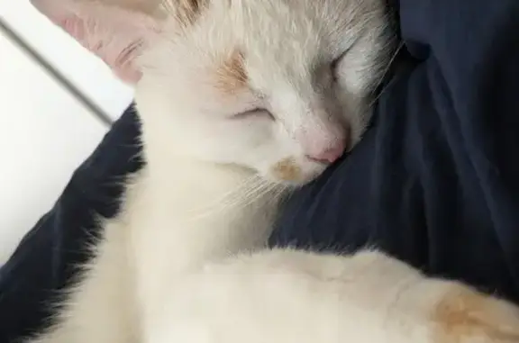 Chat blanc et roux boitant disparu à Sarreguemines - photo