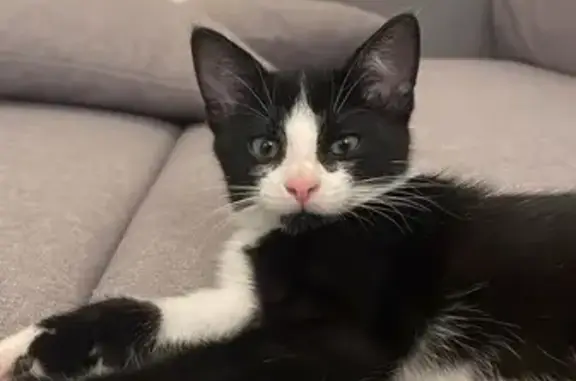 Chat perdu, Les Lucs-sur-Boulogne, photo: Chatte noire et blanche 6 mois disparue