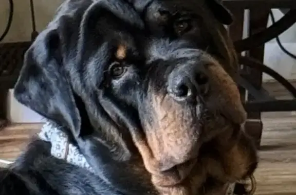 Lost 1-Year-Old Rottweiler on Tuckasee King Rd