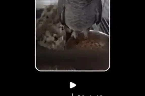 Lost Male African Grey: Unique...