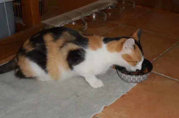 Jeune chatte tricolore trouvée à Saint-Pryvé - photo