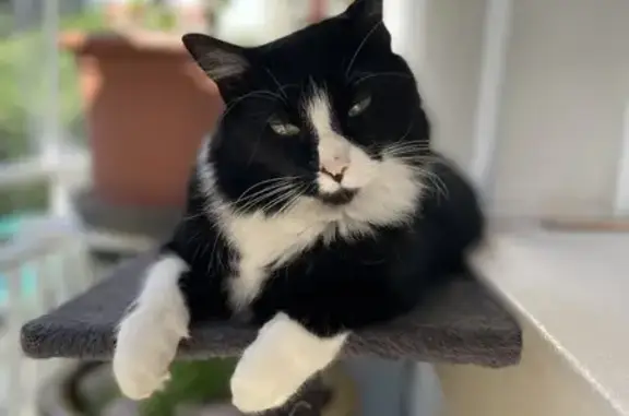 Chat perdu après intrusion à Mulhouse - photo