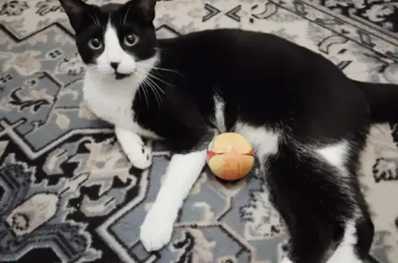 Chatte blanche et noire trouvée à Coulounieix - photo