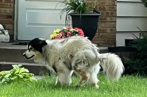 Found: Fluffy White & Black Dog, 13th Ave S