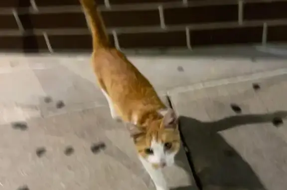 Friendly White & Orange Cat Found on Kedzie