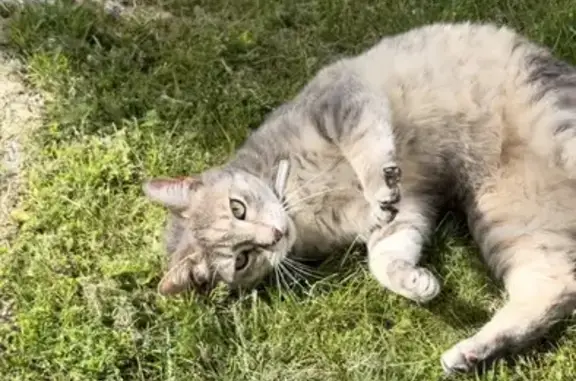 Chat perdu à Balma, rue des États Généraux - photo