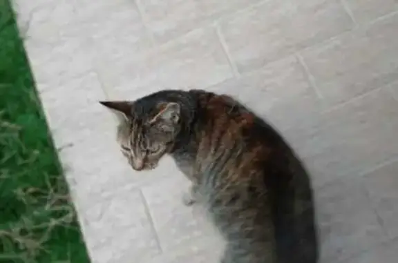 Chat trouvé , photo: Chat femelle trouvée à Faucon 84110