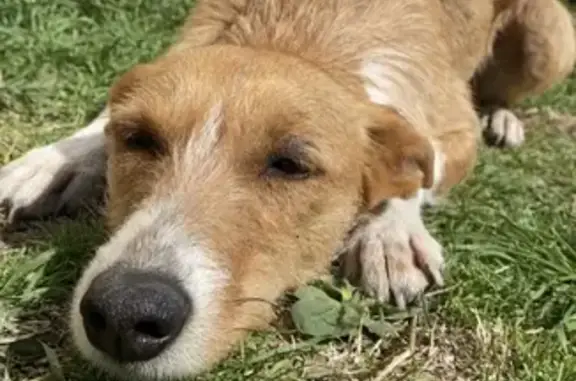 Chien perdu , photo : Chien Podenco marron perdu près de Cadenet