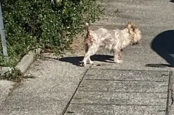 Petit chien perdu Rue Mathieu Varille, Lyon - photo