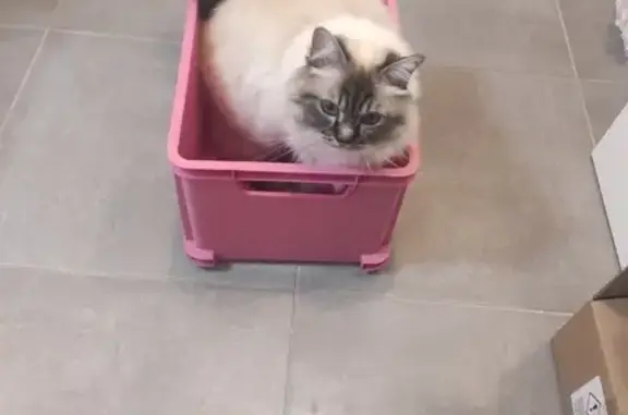 Chat perdu, Cagnes-sur-Mer, photo: Chat Sacré de Birmanie disparu, pucée