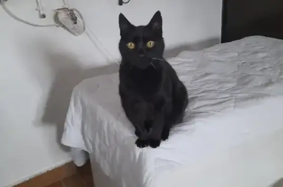 Chat perdu, , photo: Chat noir perdu, 12 ans, Rue Bellevue, Metzing