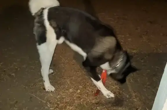 Found Male Akita: Black & White, Mesa, AZ