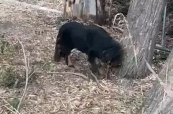 Perro Perdido: Mastín Tibetano Negro en Canjáyar