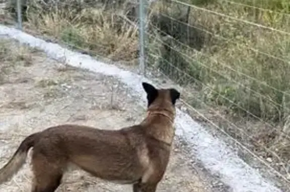 Perro Perdido: Pastor Belga Malinois y Mastín