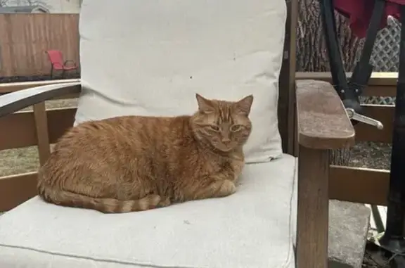 Lost Orange Tabby Jimmy in Winnipeg